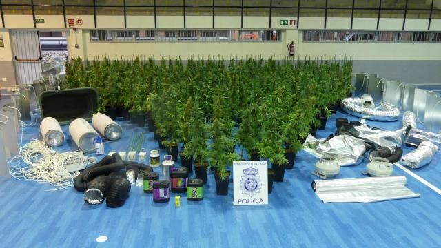 Desmantelado un centro de cultivo de marihuana de interior con 296 plantas