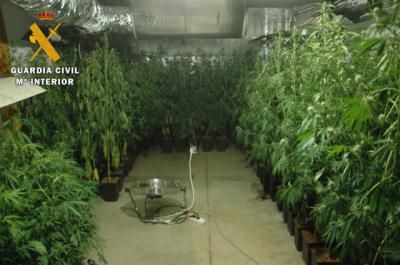 La Guardia Civil desmantela dos laboratorios de marihuana con 1.100 plantas en Burguillos