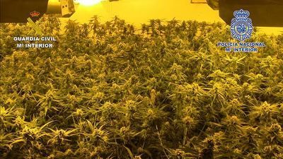 14 detenidos, algunos en Santa Olalla, y casi 13.000 plantas de marihuana incautada