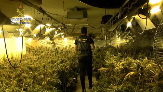 Dos detenidos e incautadas 4.638 plantas de marihuana en un chalet