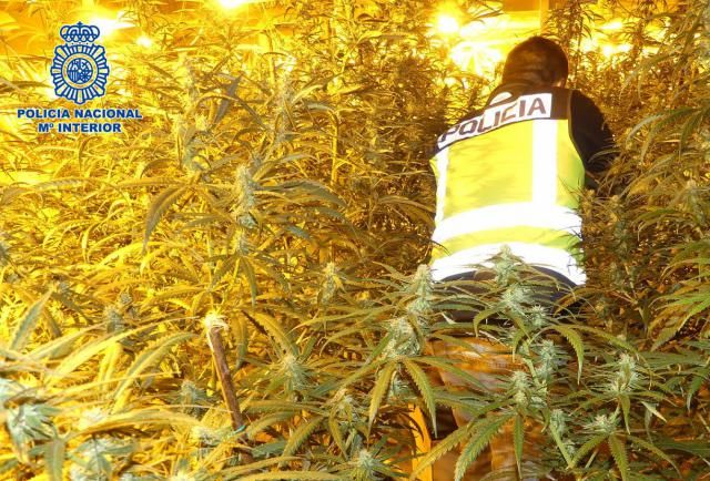 Desmantelada en Alberche una plantación de marihuana en manos de una organización internacional