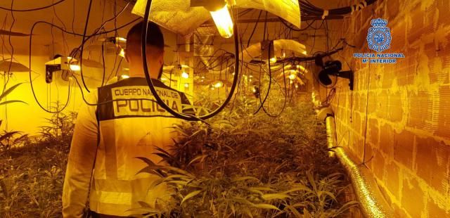 Dos detenidos y 200 plantas de marihuana incautadas en Pepino