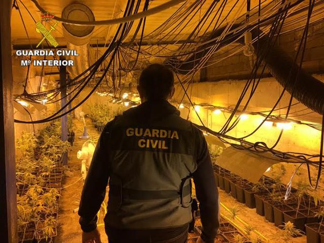 La Guardia Civil de Talavera incauta 2.239 plantas de marihuana en Montearagón