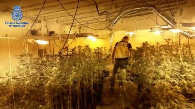 Detienen en Talavera a un hombre de 71 años por cultivar marihuana en una parcela