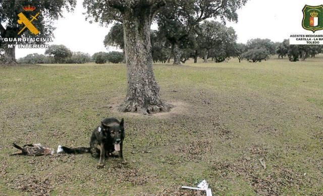 Investigan a un hombre por envenenar a fauna protegida en Velada y Oropesa