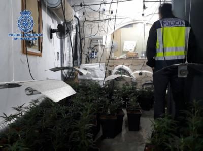 230 PLANTAS | Desmantelan un cultivo ilegal de marihuana oculto en una casa de Velada