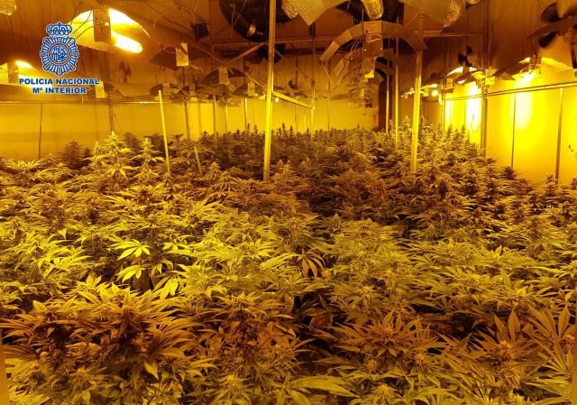 Desmantelada una plantación de marihuana con más de 1.350 plantas en la provincia de Toledo