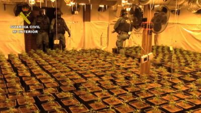 SUCESOS | 653 plantas de marihuana, hachís, setas alucinógenas... y dos detenidos (fotos)