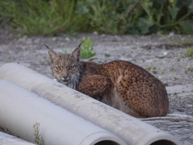 ACTUALIDAD | Rescatado un lince ibérico en una fábrica de cemento en La Sagra