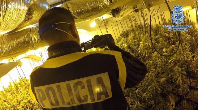 3.600 PLANTAS | El clan familiar dedicado al tráfico de marihuana en pueblos de Toledo (fotos)