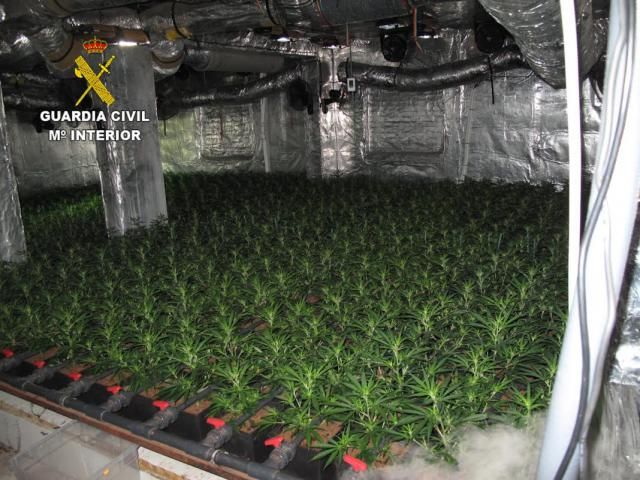 EN UN PUEBLO DE TOLEDO | Sorpresa en un desahucio: ¡929 plantas de marihuana!