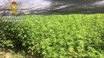 Detenidos tres vecinos de Calera por cultivar 510 plantas de marihuana en Oropesa