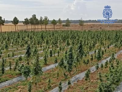 ¡41.000 plantas de marihuana! Impresionante hallazgo en dos pueblos de Toledo