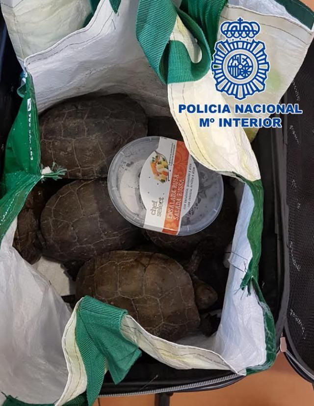 La Policía Nacional sorprende en Talavera a un hombre con 19 tortugas dentro de una maleta