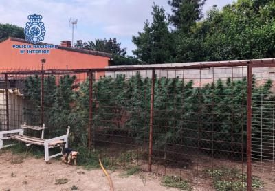 ÚLTIMA HORA | Cuatro plantaciones de marihuana en Gamonal y fincas de Talavera