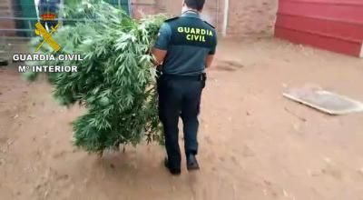 GUARDIA CIVIL | 18 detenidos en una operación contra el cultivo y venta de marihuana