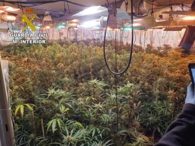 EN UN PUEBLO DE TOLEDO | 3 detenidos y 732 plantas de marihuana incautadas