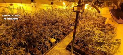 Dos detenidos y 900 plantas de marihuana incautadas en Santa Olalla