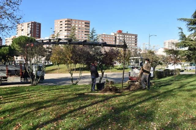 TALAVERA | Plan de arbolado para una ciudad más verde: más de 300 árboles, 1.000 arbustos y 37.000 flores