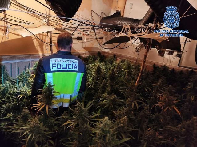 TALAVERA Y COMARCA | Desarticulan dos grupos criminales dedicados al cultivo de marihuana (fotos)