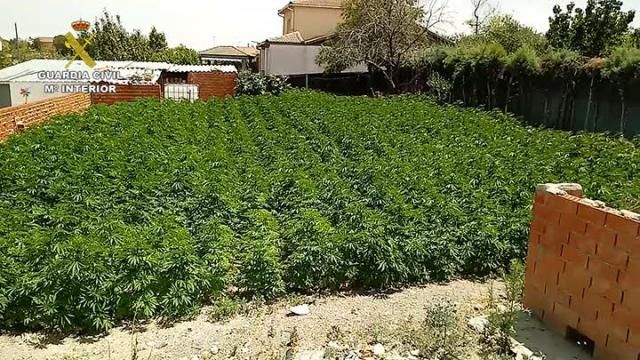 Desmantelada una de las mayores plantaciones exteriores de marihuana en la provincia de Toledo