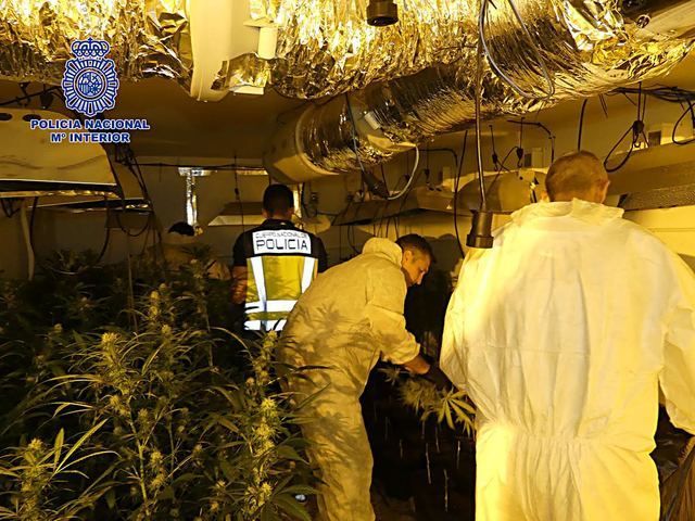 La Policía Nacional desmantela una plantación de más de 800 plantas de marihuana