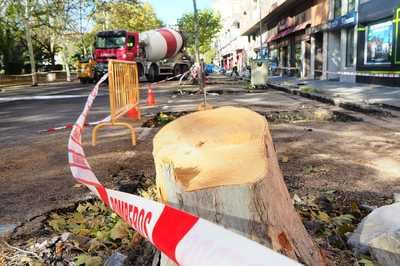 Denuncian la "falta de sensibilidad" del Gobierno de Talavera con el arbolado de la ciudad