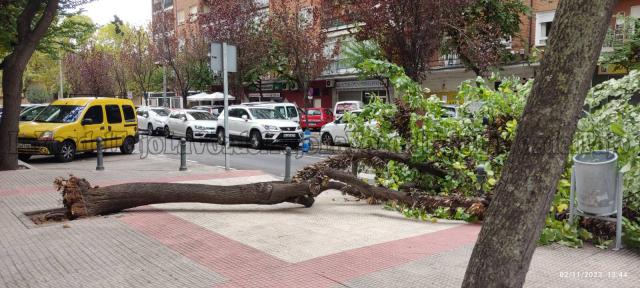 'Ciarán' derriba árboles en Talavera (uno de ellos en un parque)