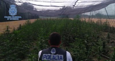 TALAVERA COMARCA | La Policía Nacional incauta 2.900 plantas de marihuana en dos operaciones