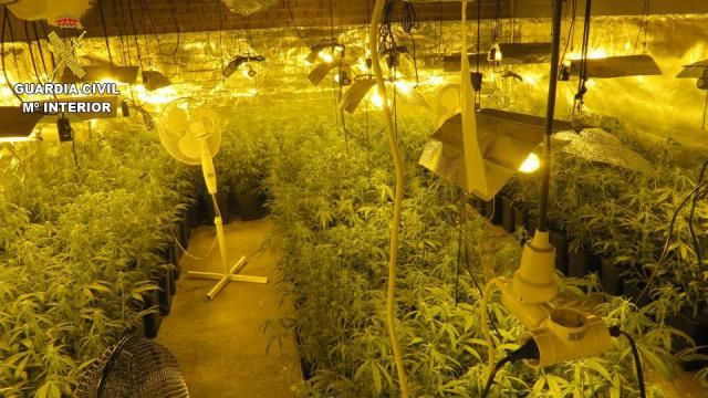 MARIHUANA | Dos detenidos y 700 plantas incautadas en El Casar de Escalona