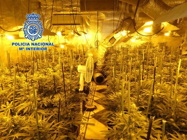 EL CASAR DE ESCALONA | Desmantelan dos plantaciones con más de 2.000 plantas de marihuana