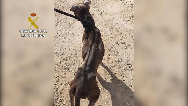 EN UN PUEBLO DE TOLEDO | Investigado por la muerte de su perro... estaba atado, sin comida ni agua