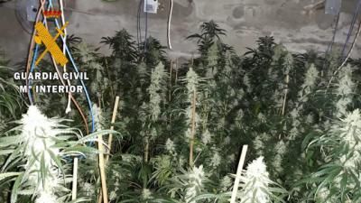 Una persona detenida y otra investigada por cultivar marihuana en Alcaudete de la Jara y Calera