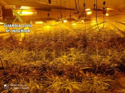 TORRECILLA DE LA JARA | Le pillan sin carné y sin seguro... le investigan y... ¡zas! 866 plantas de marihuana