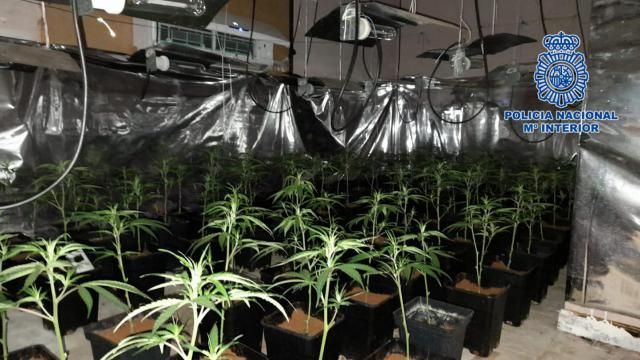 TALAVERA | Detienen a un joven que utilizaba un piso embargado para cultivar marihuana