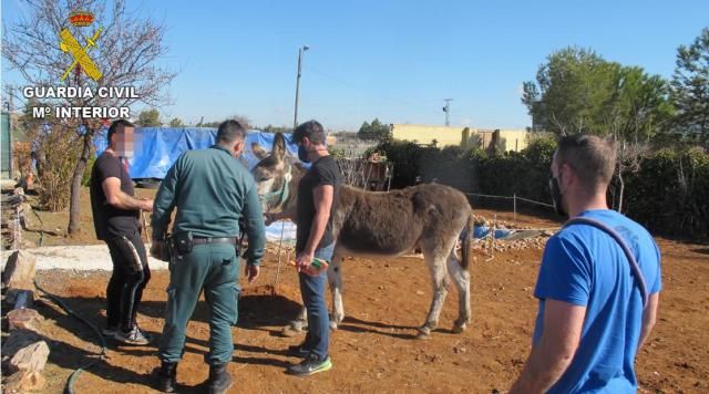 EN UN PUEBLO DE TOLEDO | La Guardia Civil rescata 17 animales en estado de abandono y desnutrición