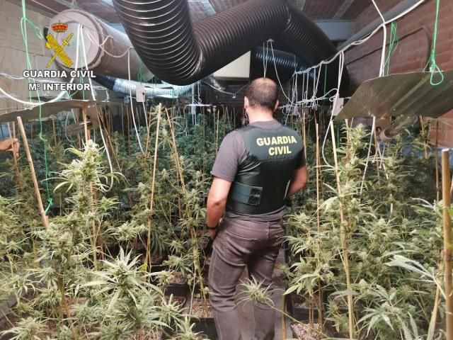 La plantación ilegal de marihuana llega a Los Navalucillos