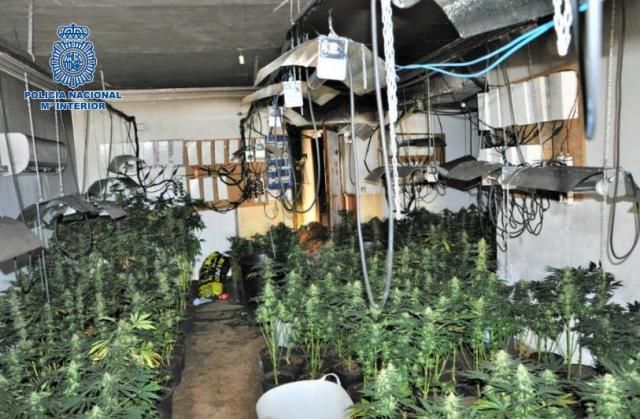 Marihuana en la segunda vivienda: dos detenidos y 424 plantas incautadas