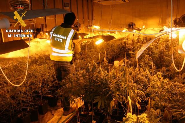 Cuatro detenidos y 1.315 plantas de marihuana incautadas en Los Cerralbos