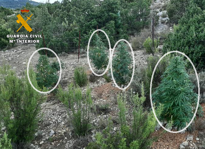 MARIHUANA | Tenían plantaciones en el monte y un huerto