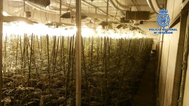 Incautan 1.451 plantas de marihuana y más de 15 kilos de droga en una nave de un polígono industrial