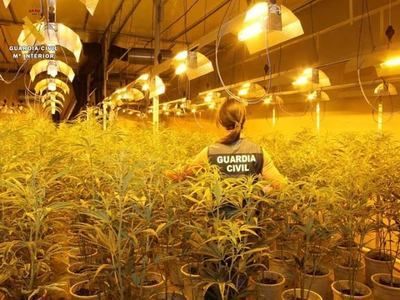 Macrooperación contra la marihuana en Toledo (fotos)