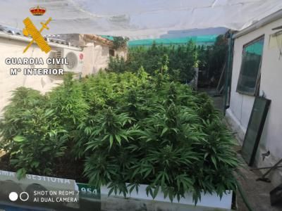 Más marihuana: dos detenidos y 480 plantas incautadas