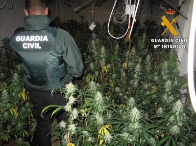 La Guardia Civil prosigue con la caza al cultivo de marihuana