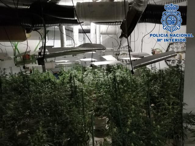 Nuevo golpe al cultivo de marihuana en la provincia de Toledo