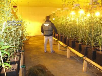 La Guardia Civil incauta 2.685 plantas de marihuana en la provincia de Toledo