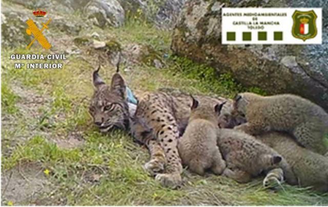 Investigan a un hombre por matar a una hembra de lince con cuatro crías