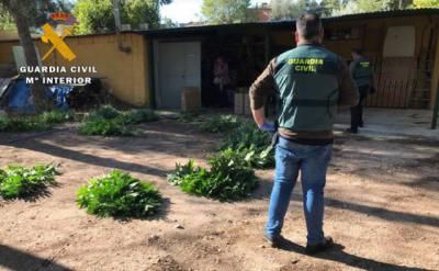 La Guardia Civil detiene a 4 personas e interviene 120 plantas y 6.000 dosis de marihuana