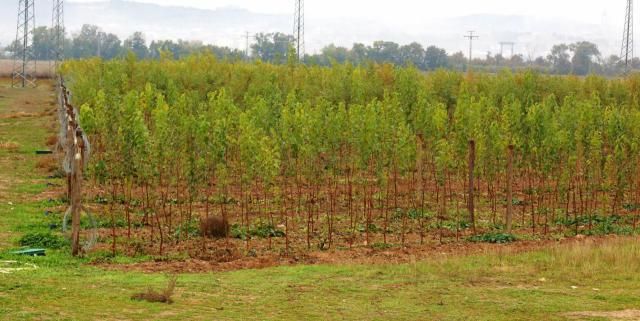 Diputación dona más de 33.000 plantas a Ayuntamientos y entidades locales