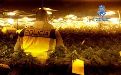 ACTUALIDAD | Lucha contra la marihuana en Talavera